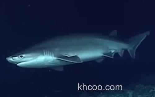鲨鱼_2