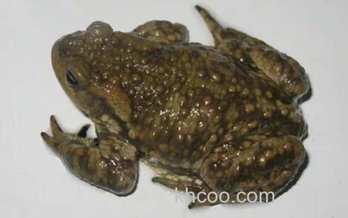 岷山蟾蜍_8