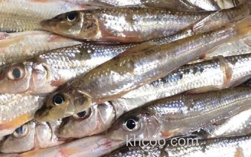 沙丁鱼_2