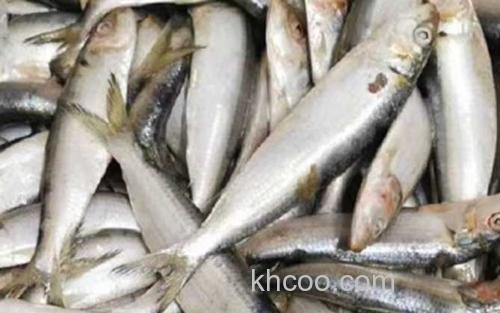 沙丁鱼_1