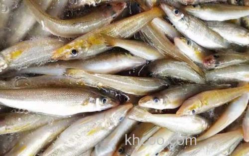 沙丁鱼_0