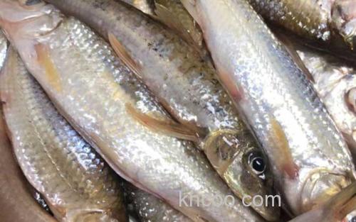 沙丁鱼_2