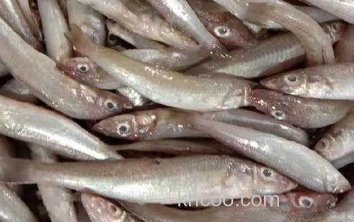 沙丁鱼_0