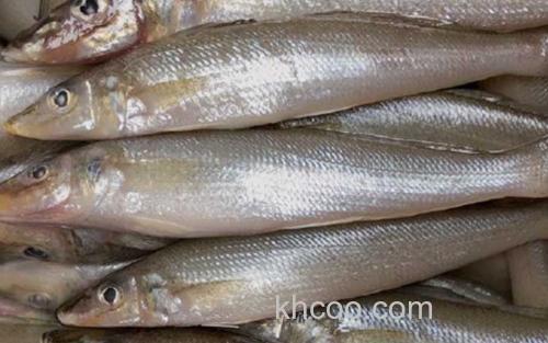 沙丁鱼_0