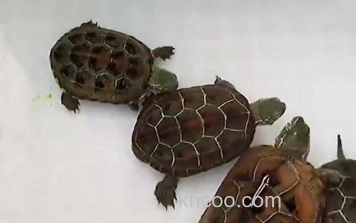 中华草龟_3