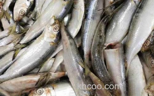 沙丁鱼_0