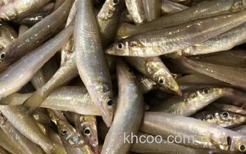 沙丁鱼_2