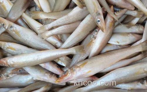 沙丁鱼_1