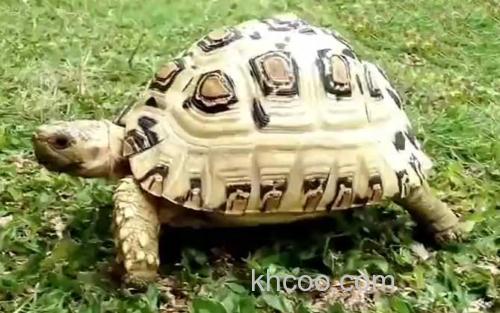 白豹龟_3