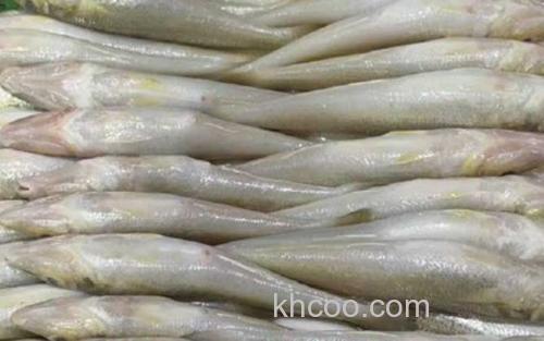 沙丁鱼_2