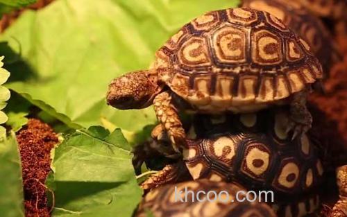 豹龟_2