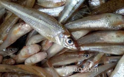 沙丁鱼_2