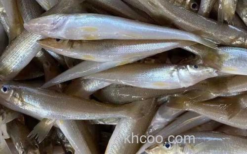 沙丁鱼_1