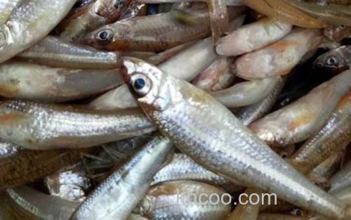 沙丁鱼_0