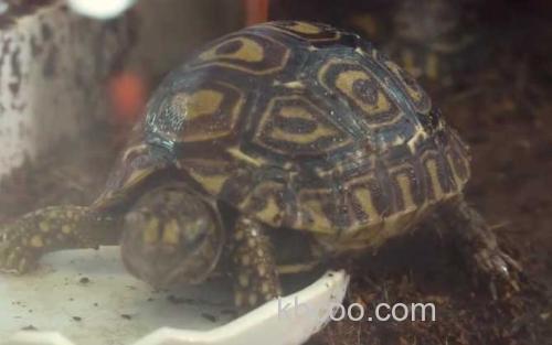 豹龟_2