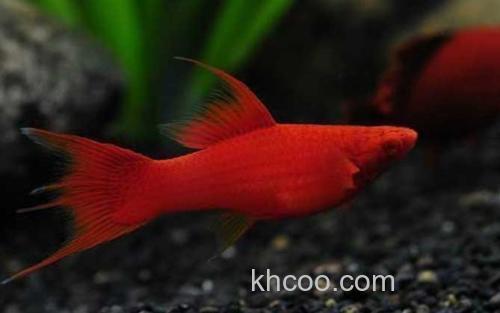 红箭鱼_3