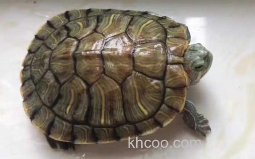 巴西龟_1