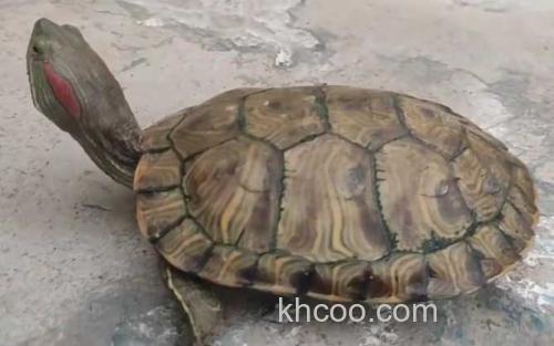 巴西龟_1