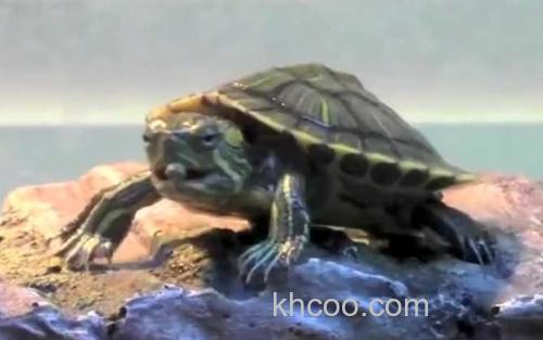 巴西龟_3
