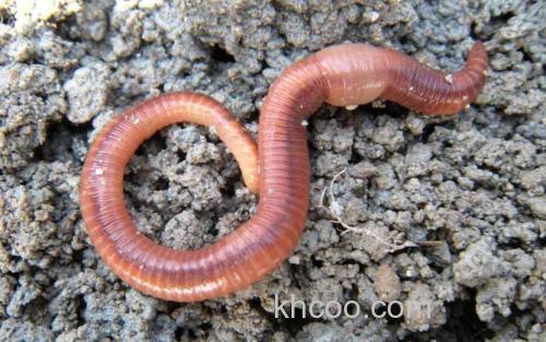 蚯蚓_0