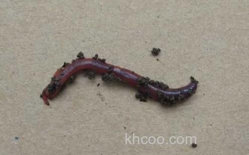 蚯蚓_4