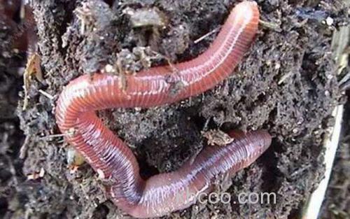 蚯蚓_1