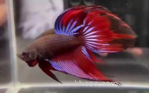 热带鱼_1