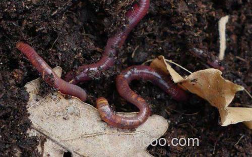 蚯蚓_1