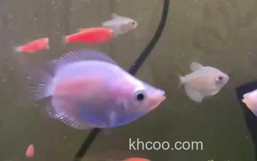 热带鱼_1
