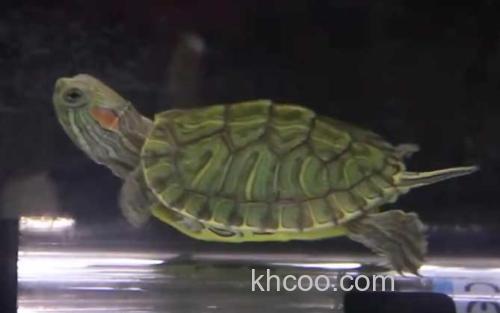 小乌龟_0