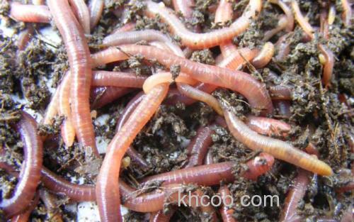 动物性直接粉碎饵_6