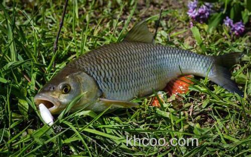 草鱼_2