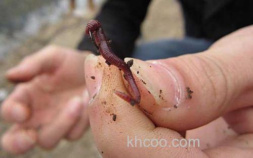 蚯蚓_0