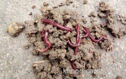 蚯蚓_1
