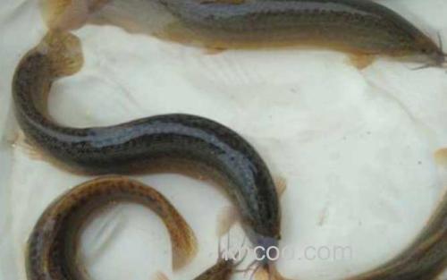 泥鳅_5