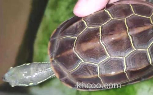 长寿龟_2