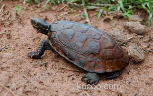 云南闭壳龟_0