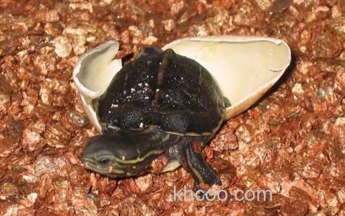 云南闭壳龟_2
