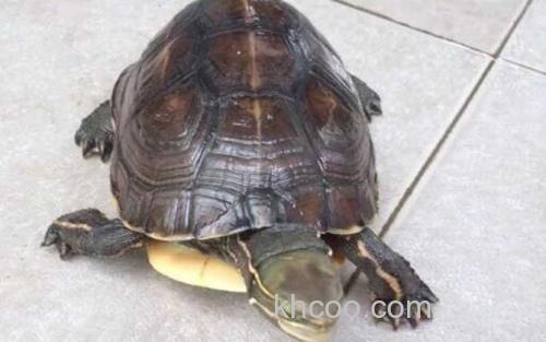 云南闭壳龟_3