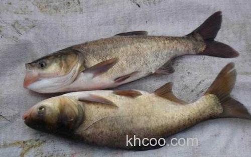 鳙鱼_2