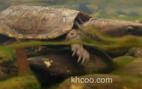 鹰嘴龟_3