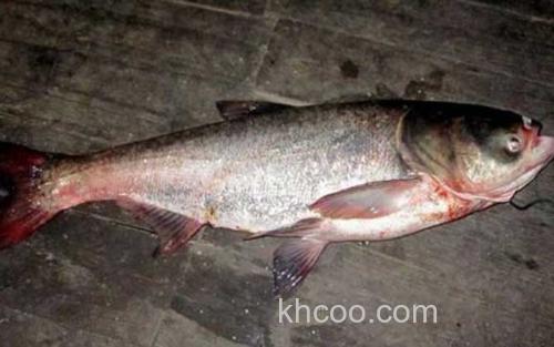鳙鱼_4