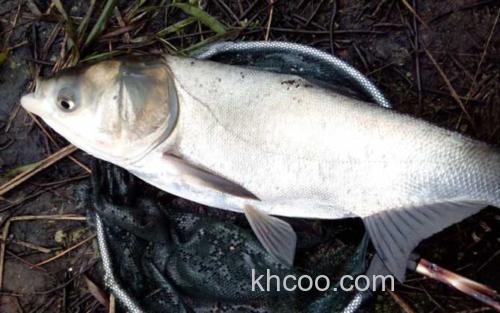 鳙鱼_1