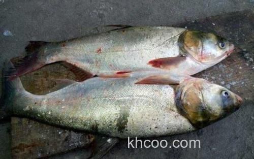 鳙鱼_3
