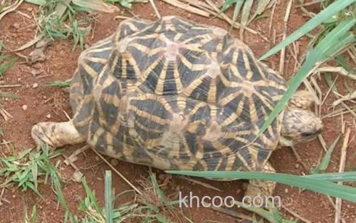印度星龟_2