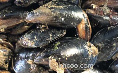 贻贝_1