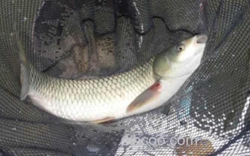 草鱼_0