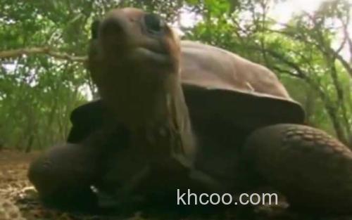 亚达伯拉象龟_0