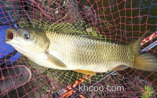草鱼_4