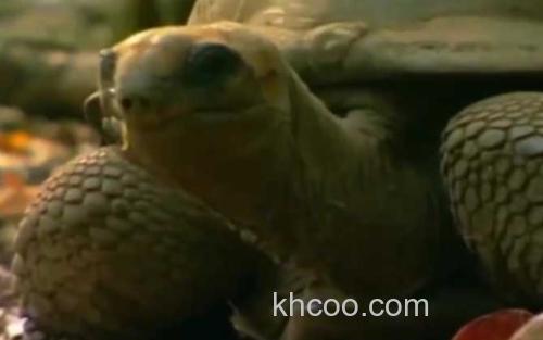 亚达伯拉象龟_2